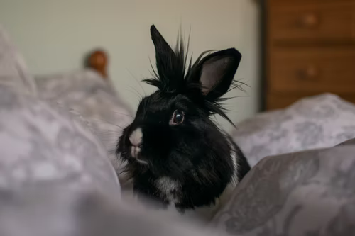 Do all bunny rabbits shed_A black rabbit 