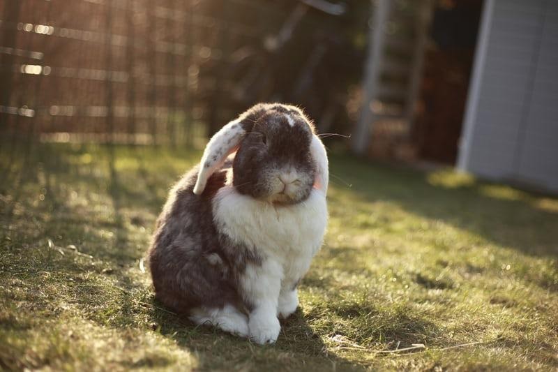 How to tell if your rabbit is blind _ A mini lop rabbit 