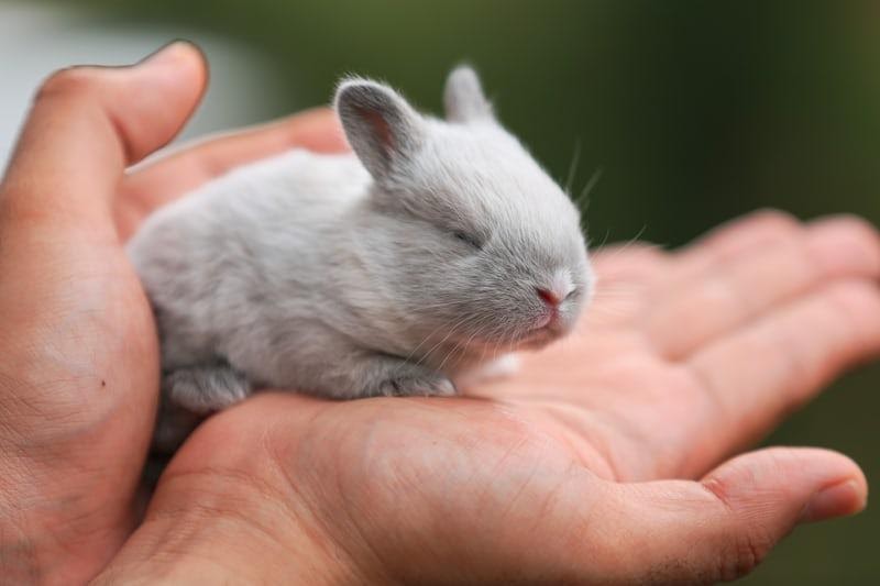 How to tell if your rabbit is blind _A baby bunny 