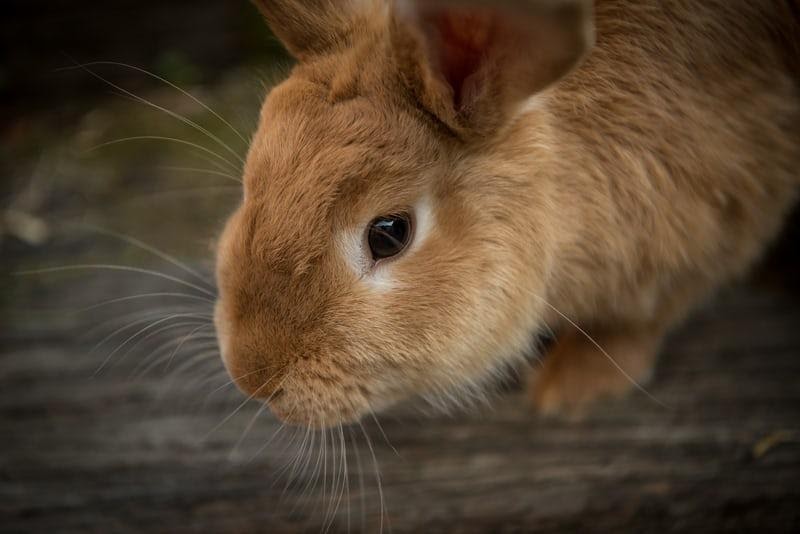 How to tell if your rabbit is blind _A brown rabbit