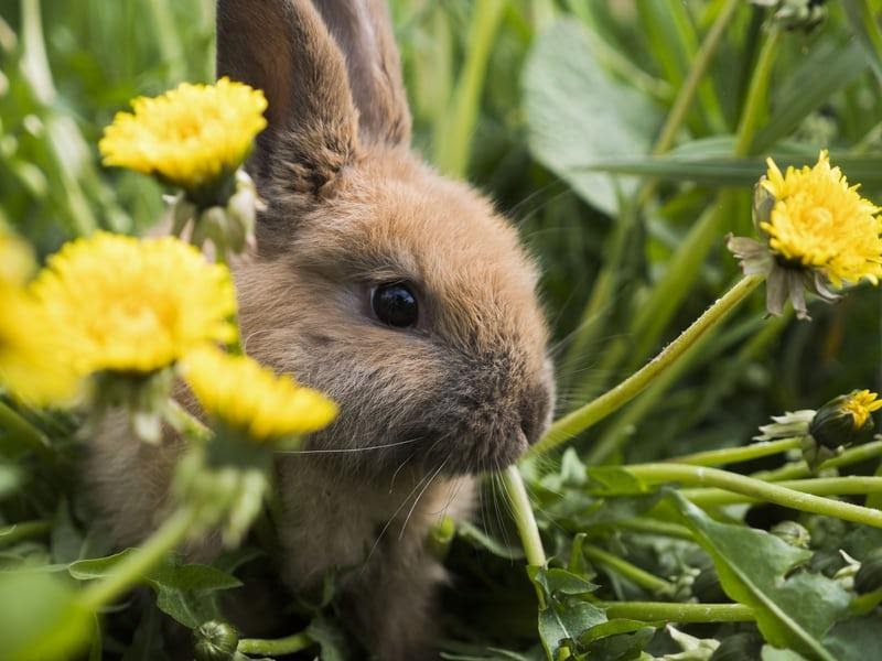 How to tell if your rabbit is blind _A small bunny 