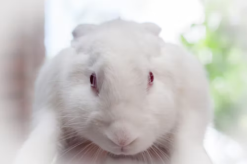 Why do some rabbits have red eyes_ A white rabbit with red eyes