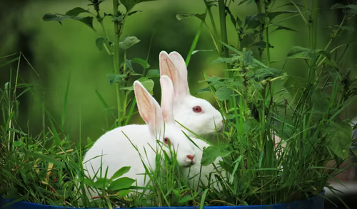 Why do some rabbits have red eyes_Two red-eyed rabbits