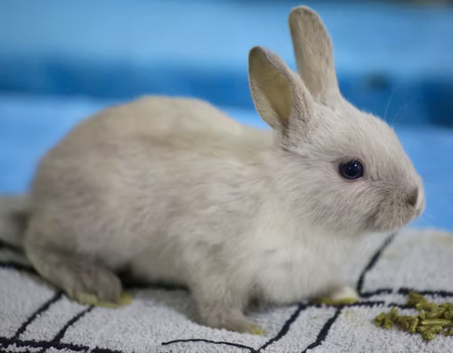 Why is my rabbit vomiting_ A brown rabbit