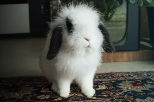 Why is my rabbit vomiting_ A lop-eared bunny