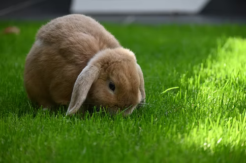 Why is my rabbit vomiting_ A rabbit grazing on grass