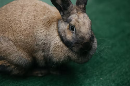 Why is my rabbit vomiting_A rabbit eating pellets