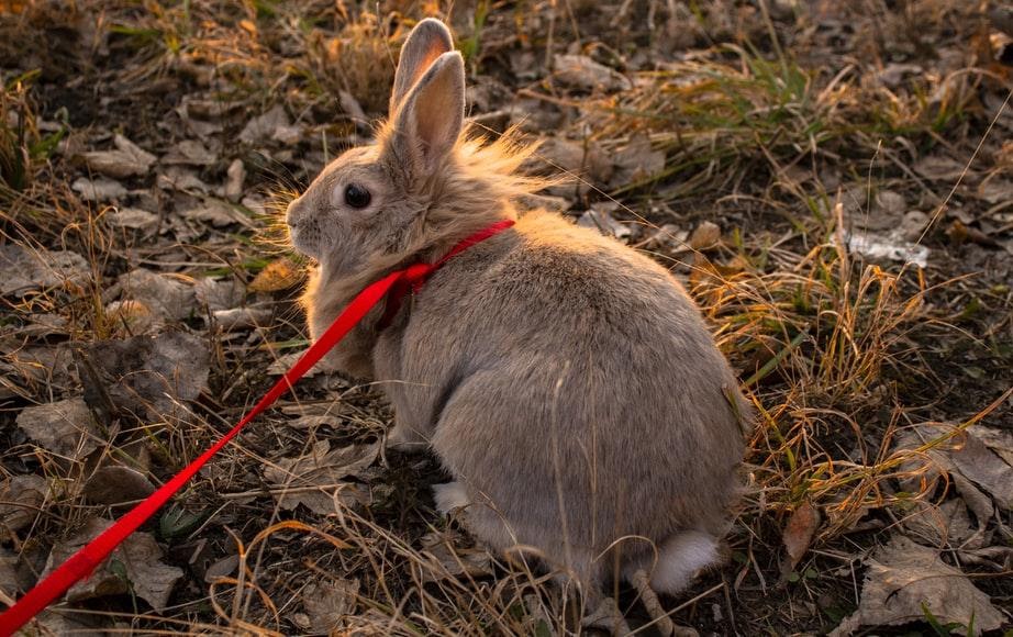 can rabbits wear collars
