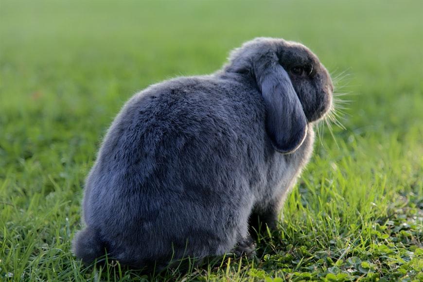 Do Holland lops have dewlaps? Holland lops double chin _ A Holland lop rabbit