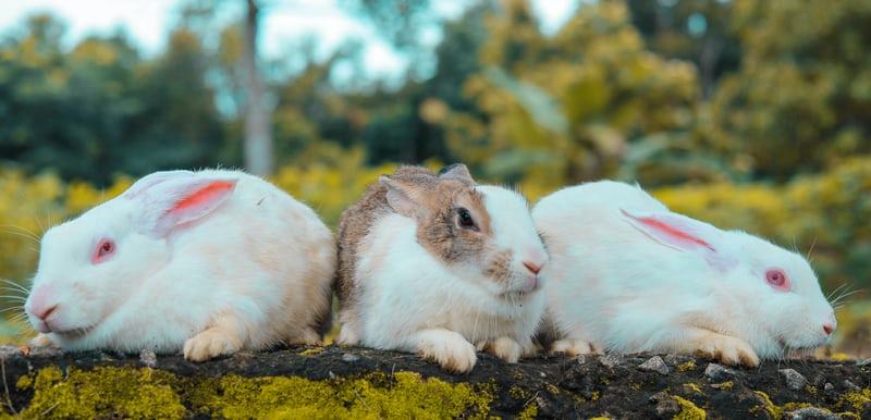 How much can you sell rabbit manure for and how to sell it _ Rabbits in the field