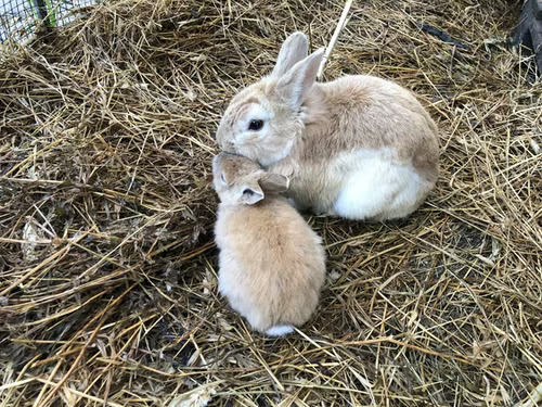 How much can you sell rabbit manure for and how to sell it_ A doe and kit
