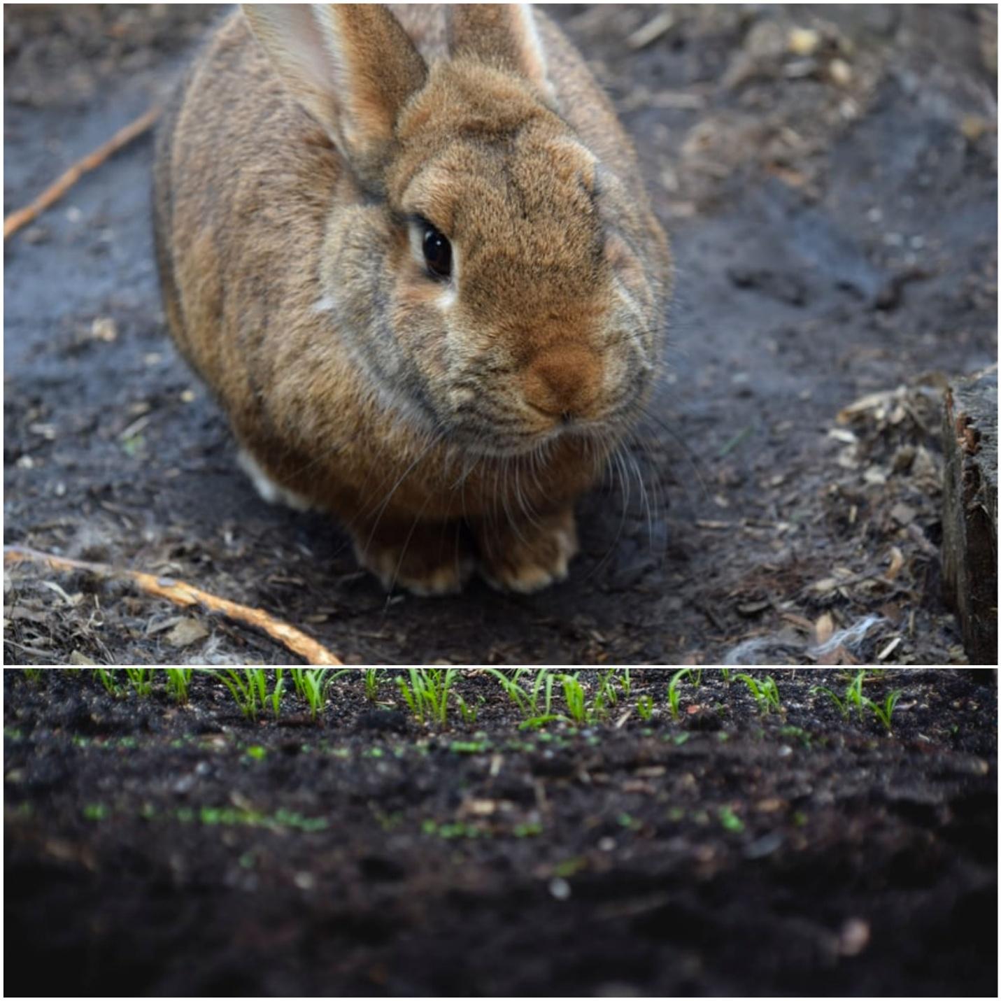 How much can you sell rabbit manure for and how to sell it_ A rabbit and compost