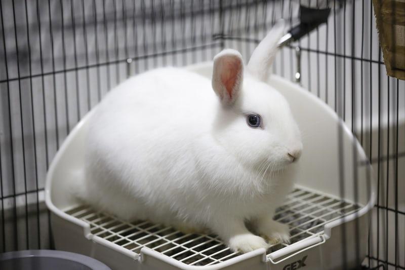 How much can you sell rabbit manure for and how to sell it_ A rabbit inside cage