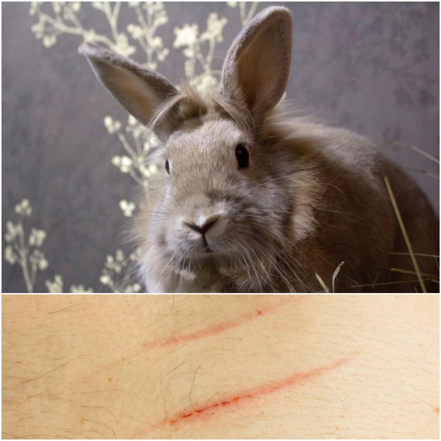 What to do when your rabbit scratches you_A rabbit and pet rabbits and scratch marks