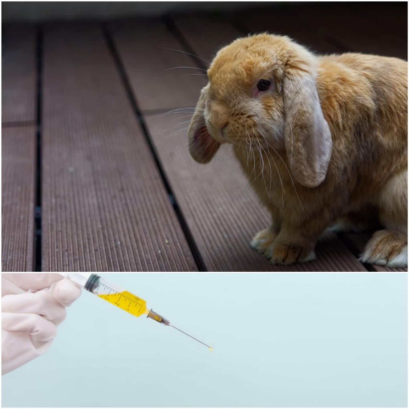 What to do when your rabbit scratches you_tetanus shot for rabbits