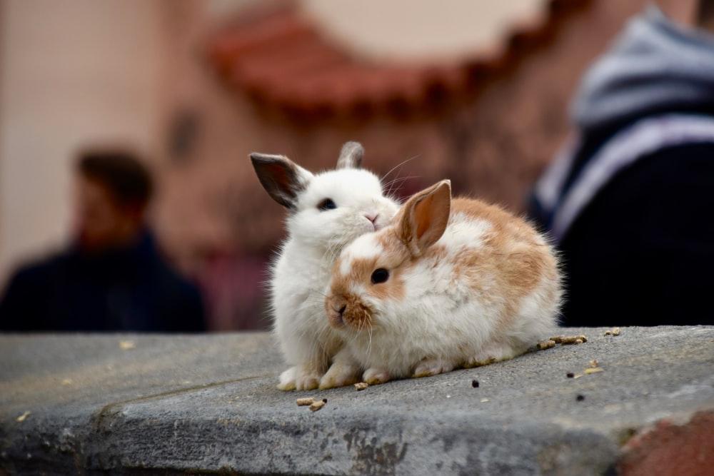 Why do rabbits fall over after mating? _ A couple of rabbits on concrete