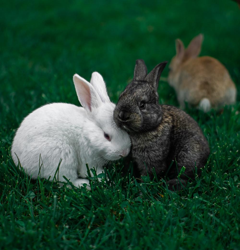 Why do rabbits fall over after mating_ two rabbits on green grass