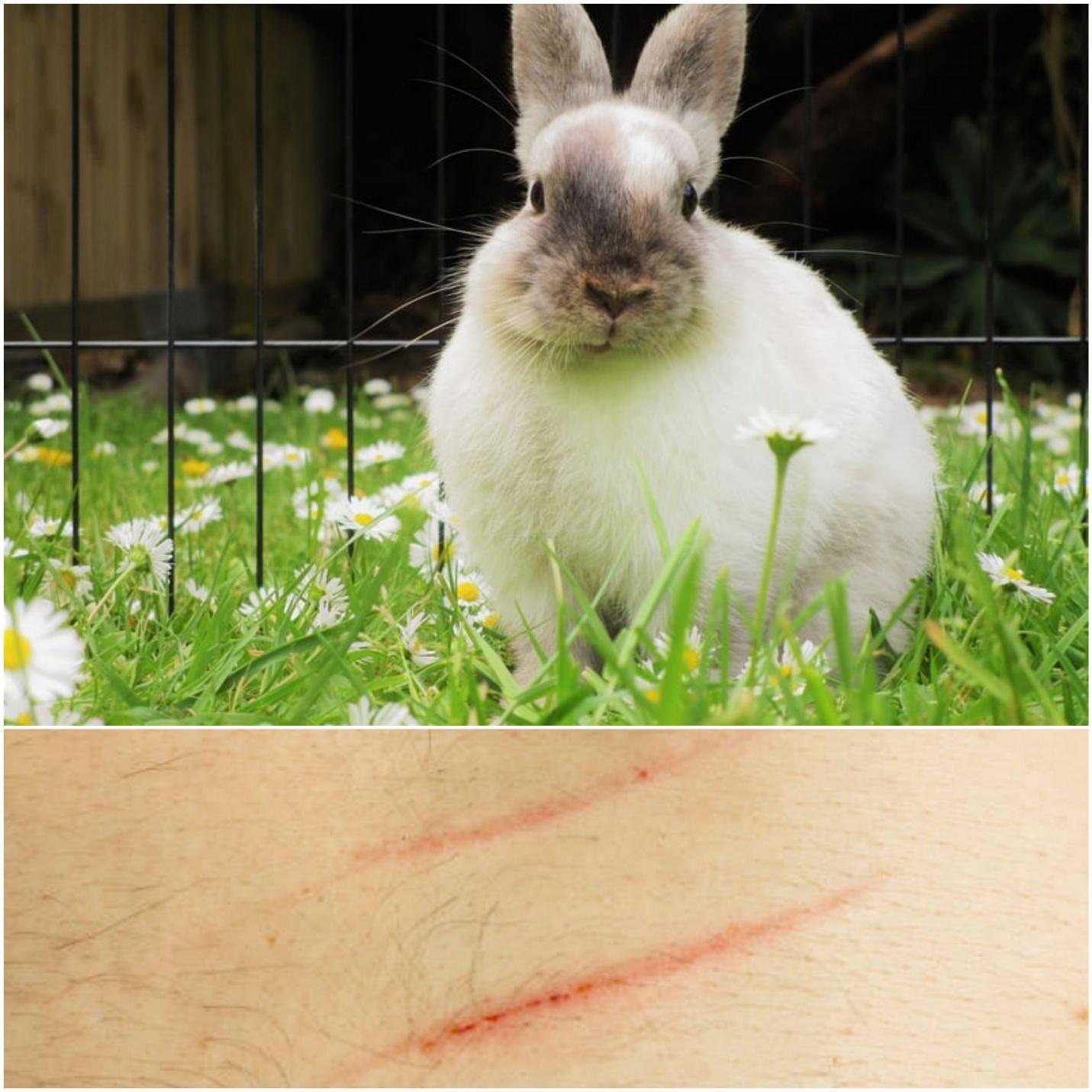 what to do when your rabbit scratches you _ A white rabbit and scratched skin