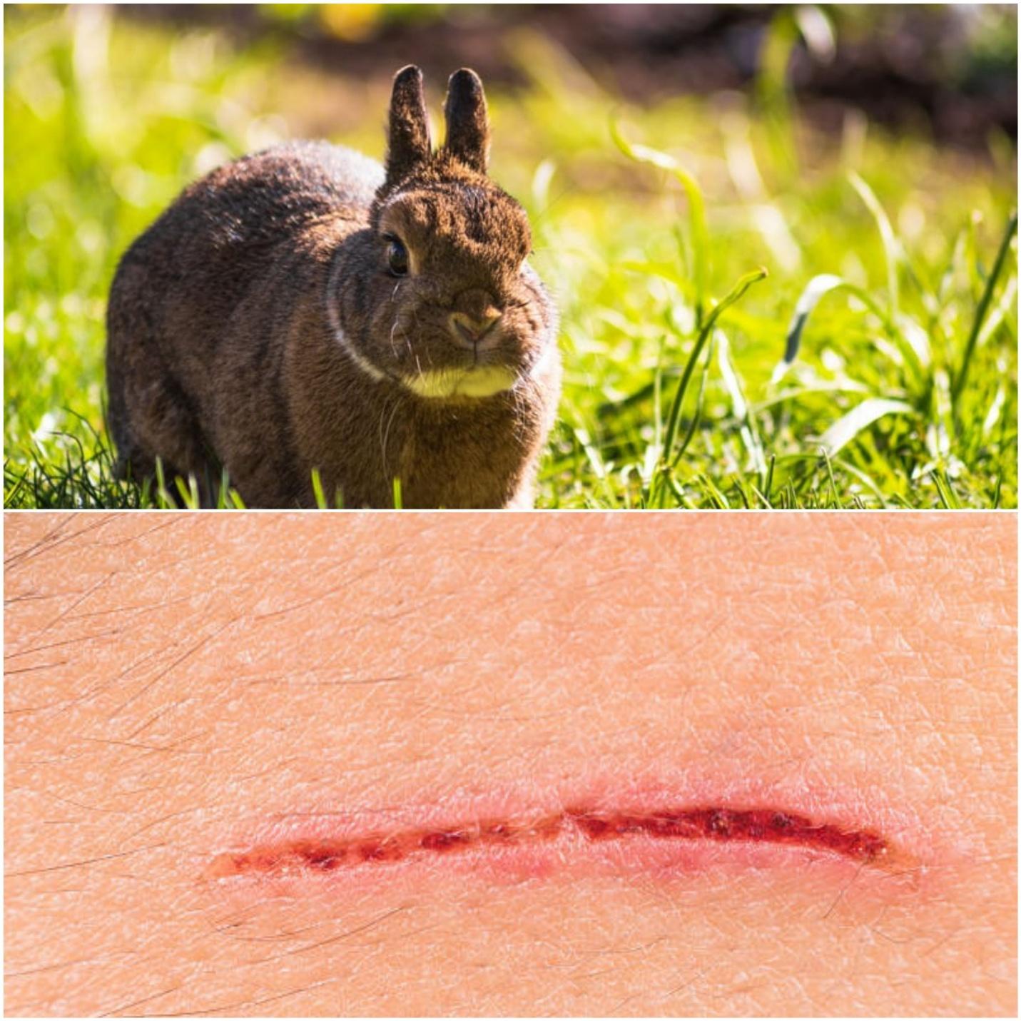 what to do when your rabbit scratches you _A brown rabbit and a scraped skin