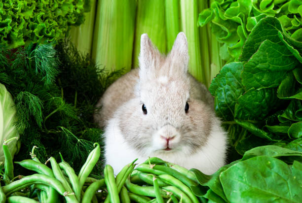 Can Rabbits eat Fresh Green Beans_ Rabbit and different vegetables including Beans
