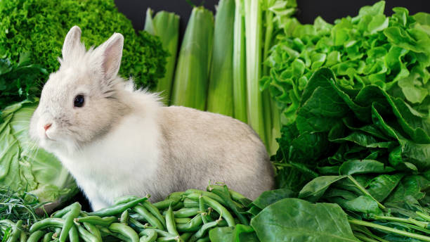 Can Rabbits eat Fresh Green Beans_ Rabbit and different vegetables including Green Beans
