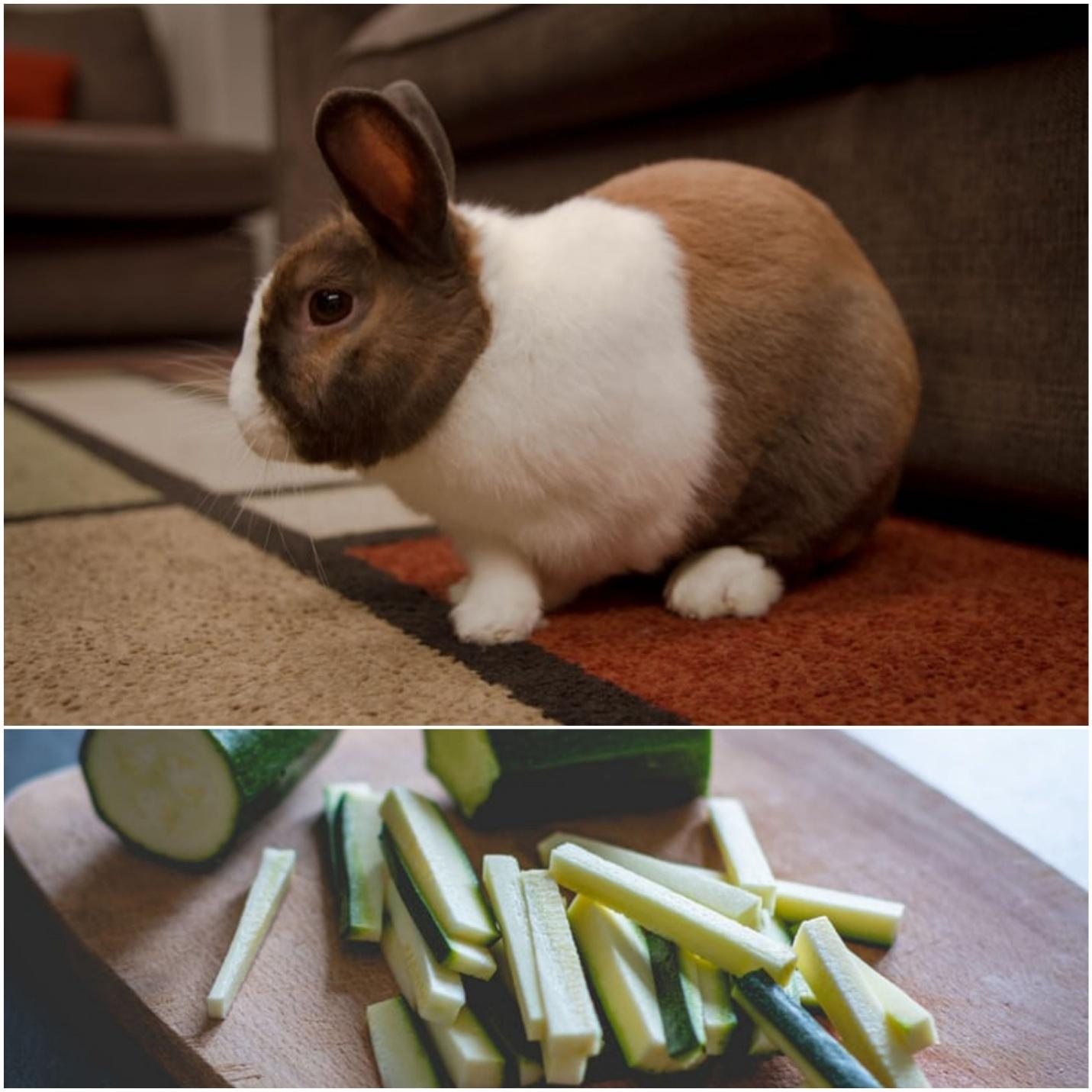 Can pet rabbits eat zucchini _A rabbit and sliced zucchini 