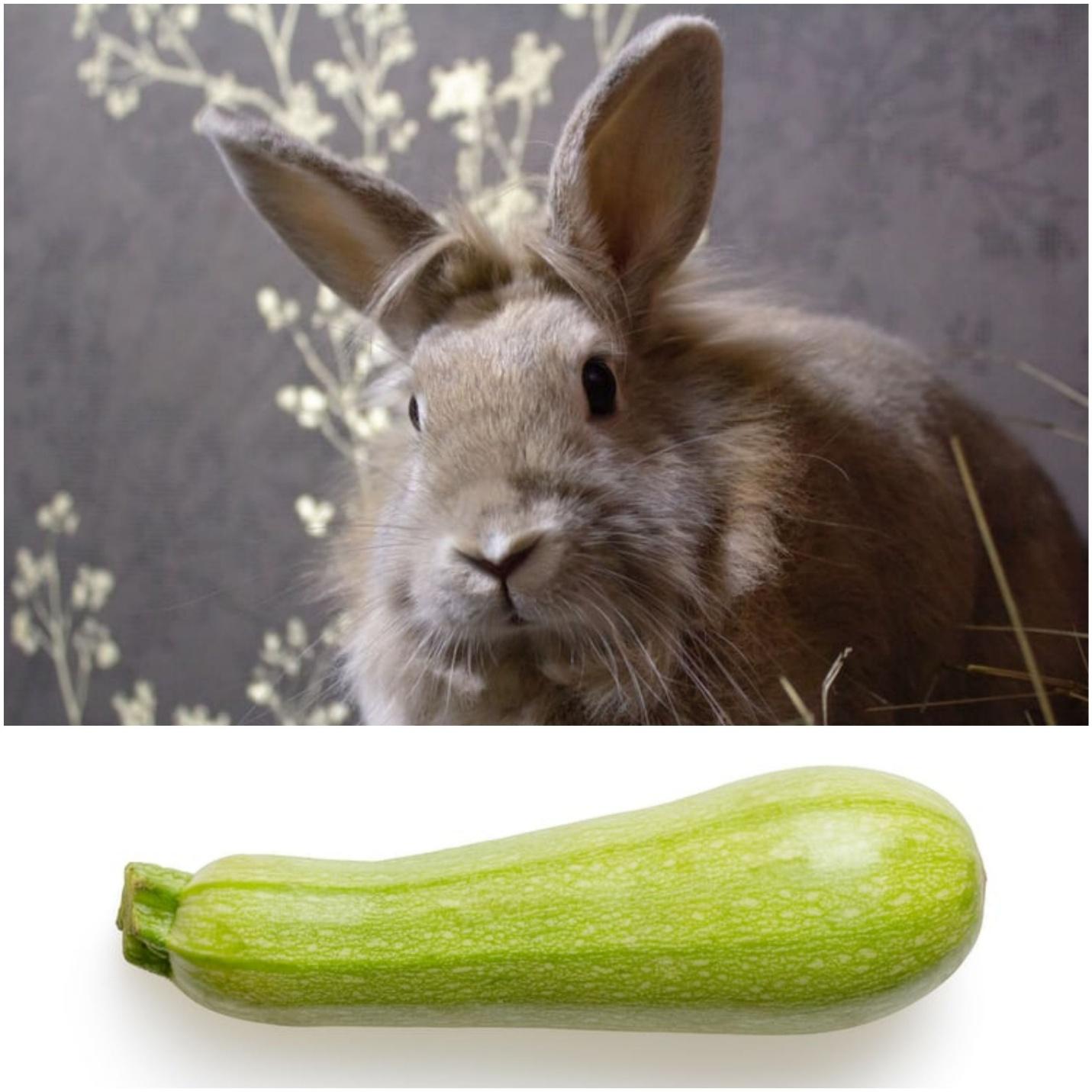 Can pet rabbits eat zucchini _A rabbit and zucchini squash 