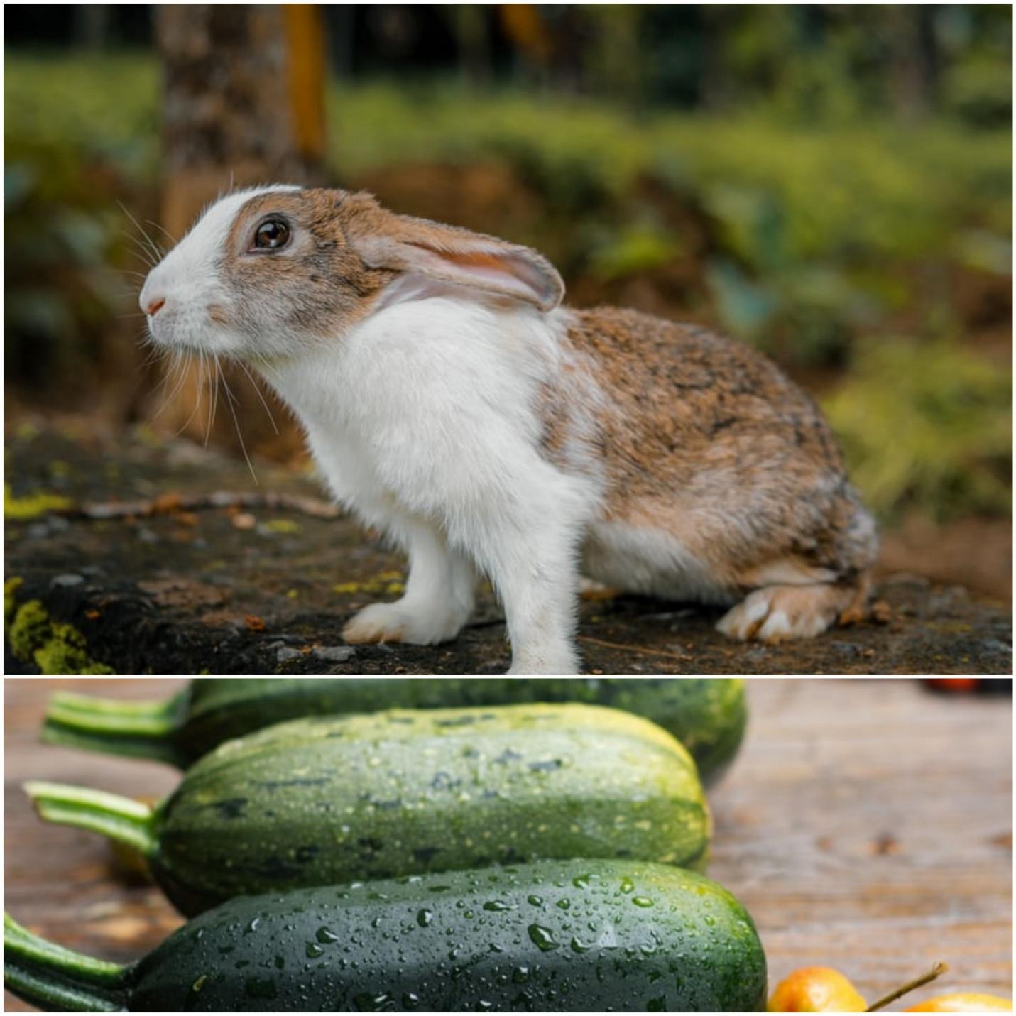 Can pet rabbits eat zucchini _A rabbit and zucchinis 