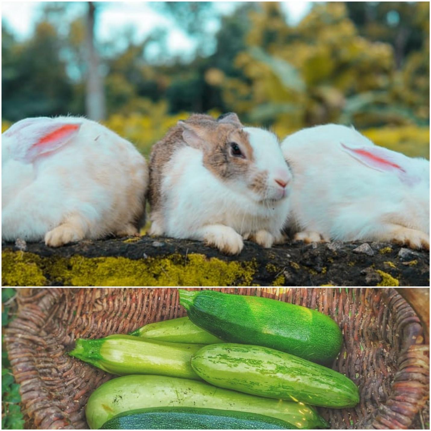 Can pet rabbits eat zucchini _A rabbit and zucchinis in a basket. 