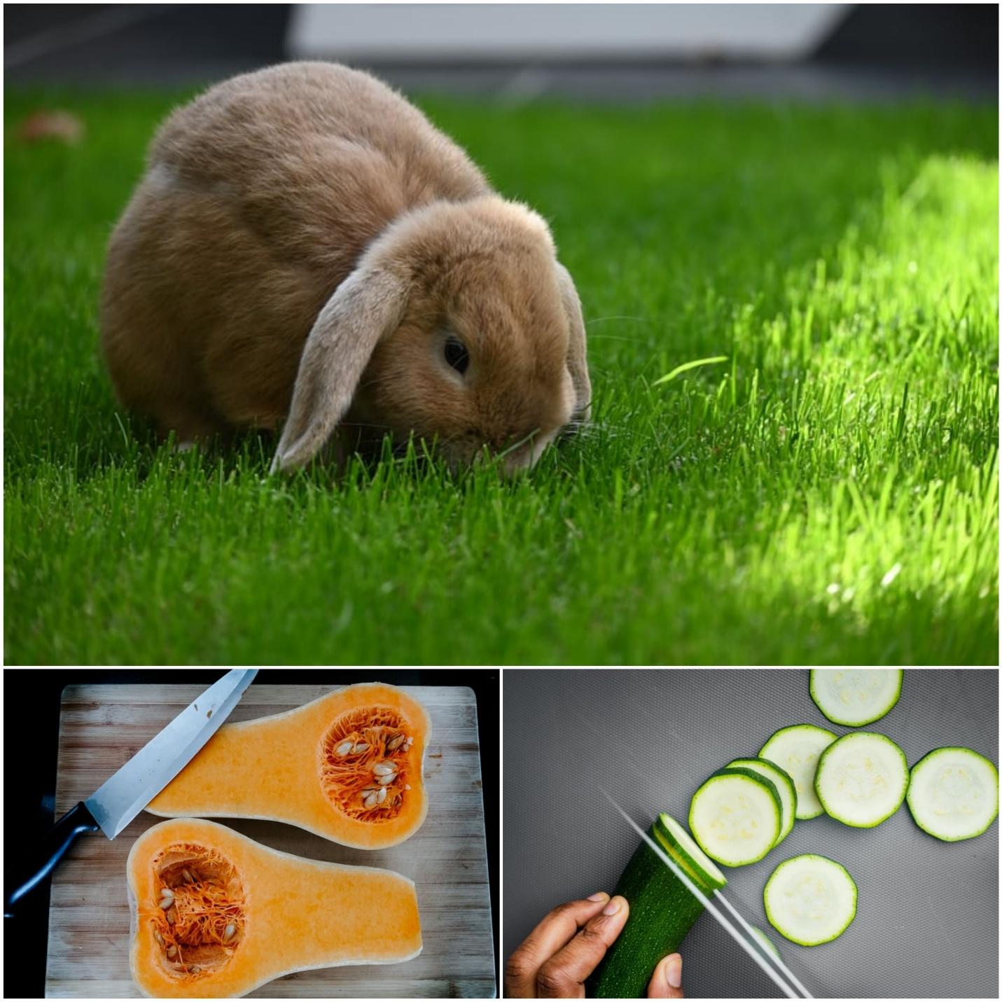 Can pet rabbits eat zucchini _A rabbit, yellow squash, and zucchini 