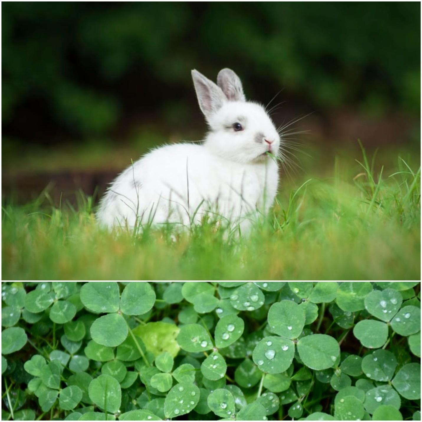 Can rabbits eat clover _A white rabbit and clover leaves covered with dewdrops