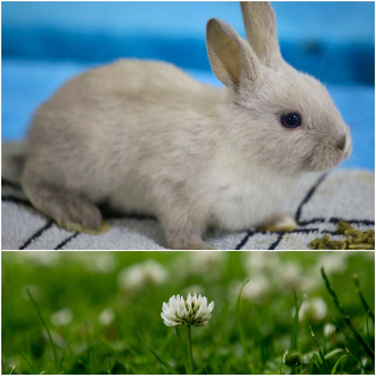 Can rabbits eat clover_ A pet rabbit and white clover flower