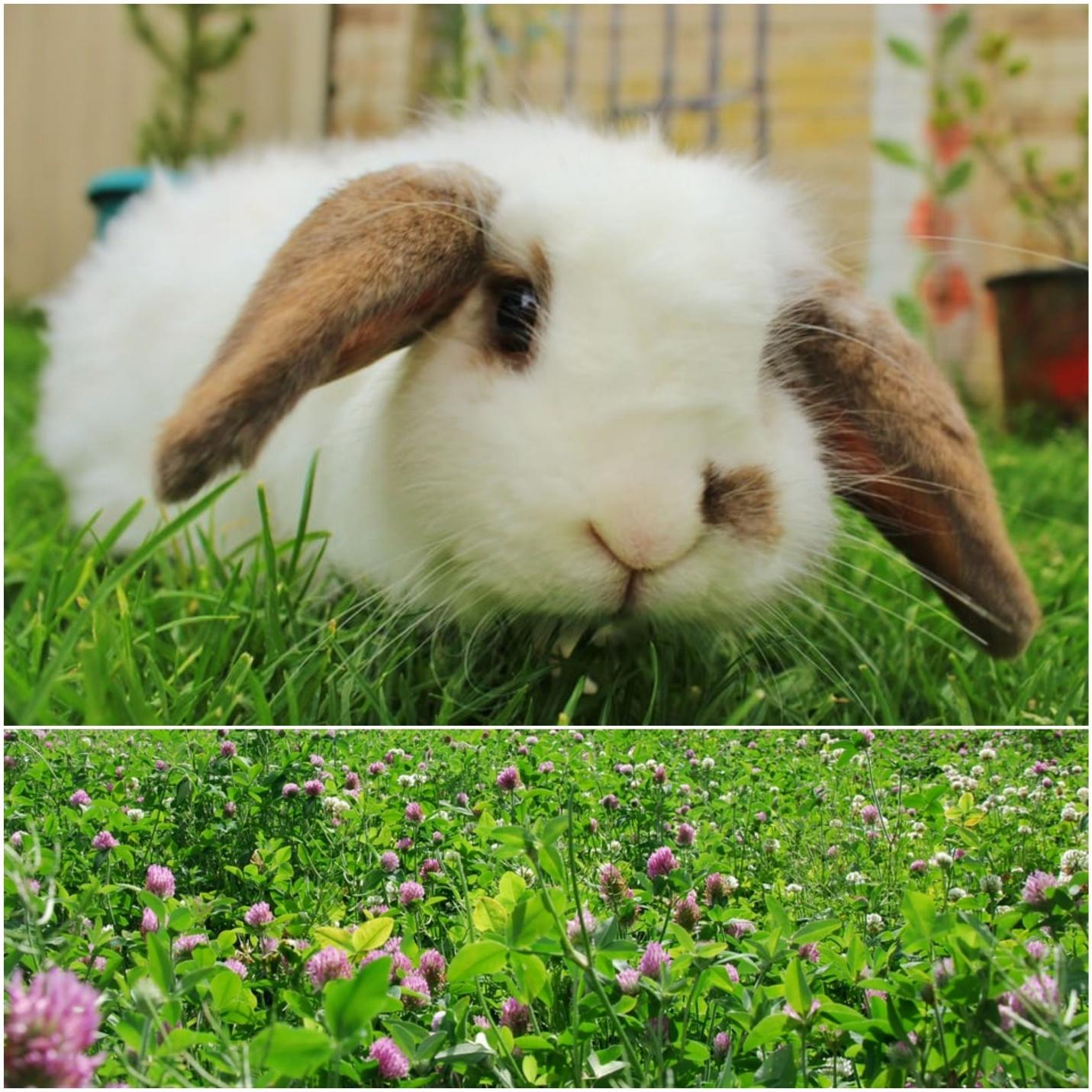 Can rabbits eat clover_ A rabbit eating grass and a field of purple clover blossoms 