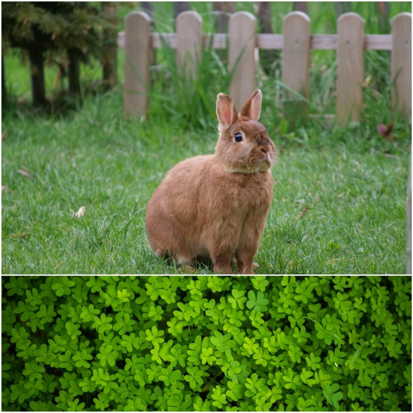 Can rabbits eat clover_A brown rabbit and a patch of clover leaves 