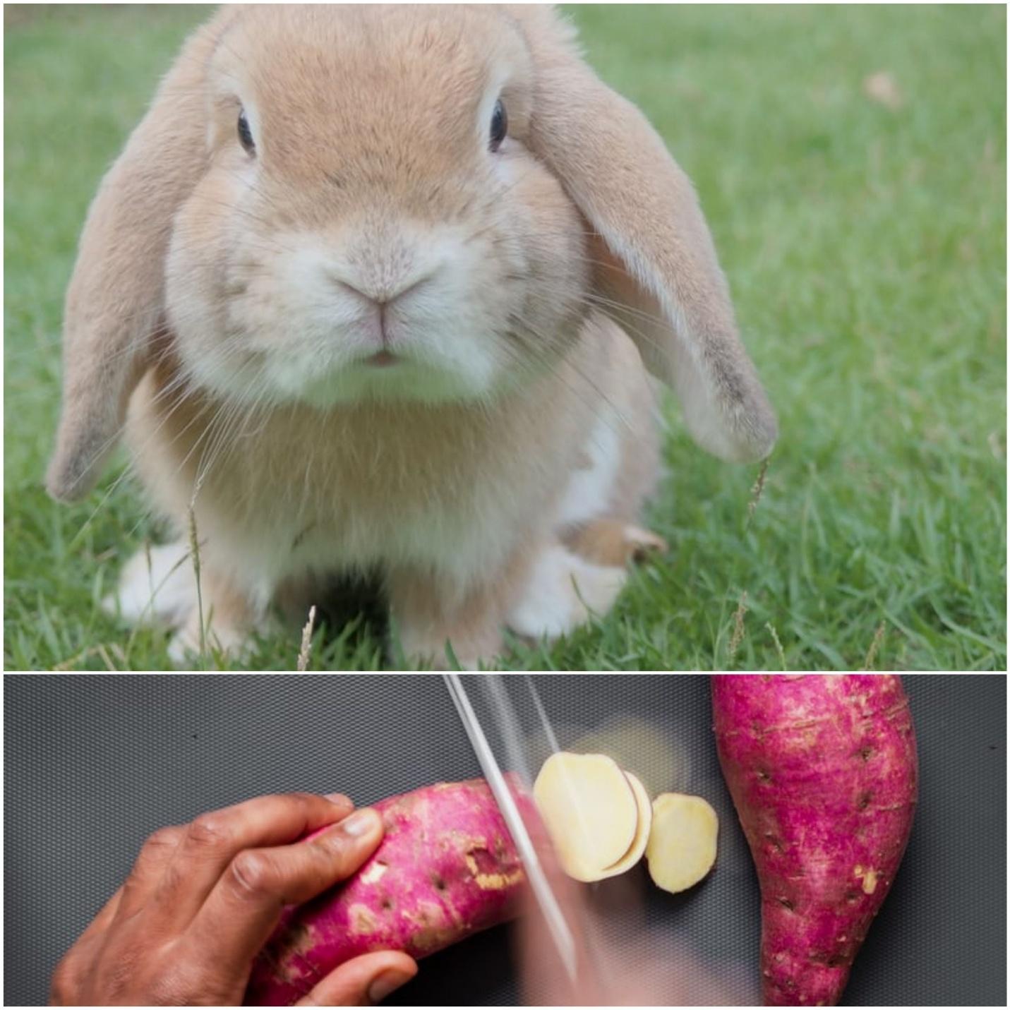 Can rabbits eat sweet potatoes _ A lop-eared rabbit and unpeeled sweet potatoes 