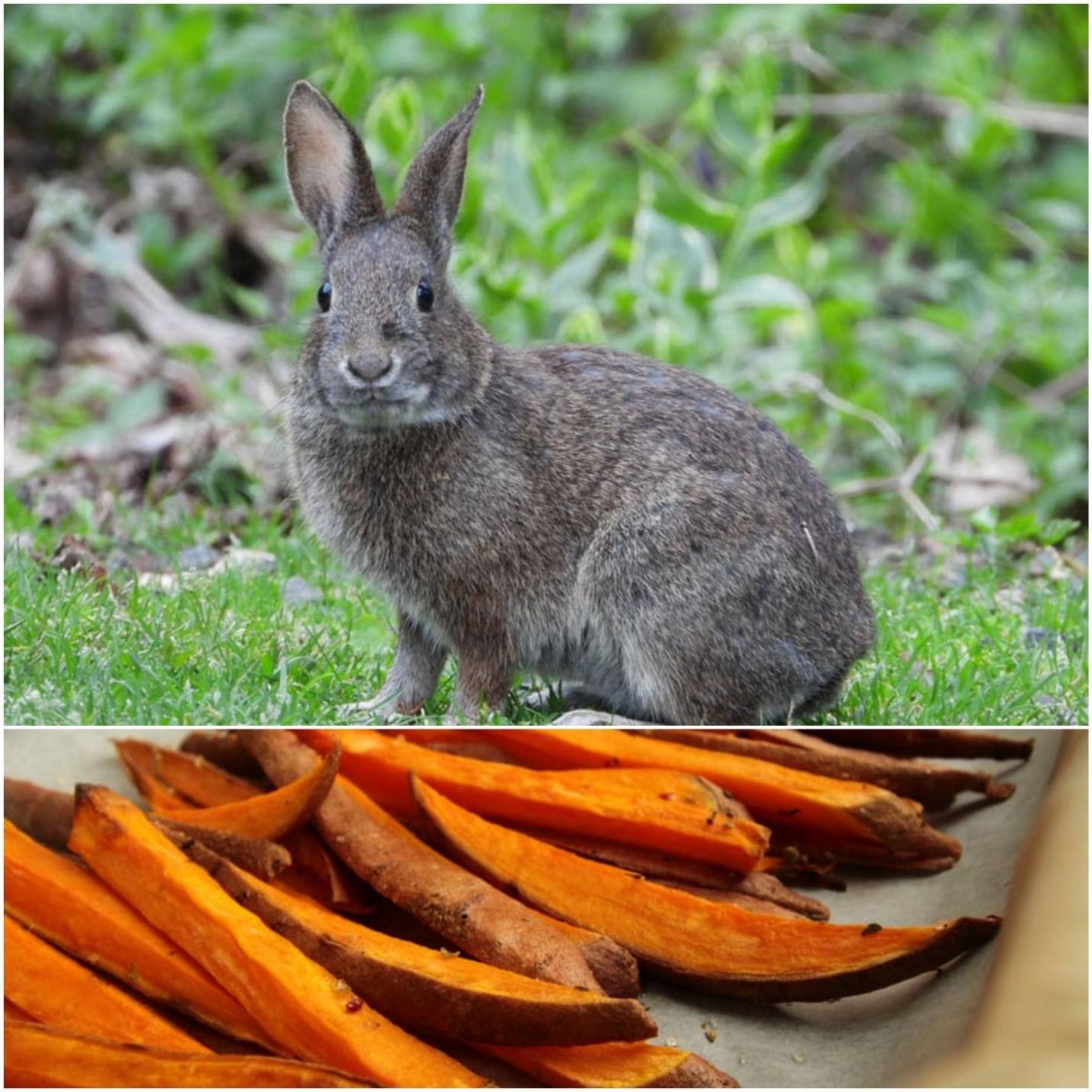 Can rabbits eat sweet potatoes _A rabbit and dried sweet potatoes