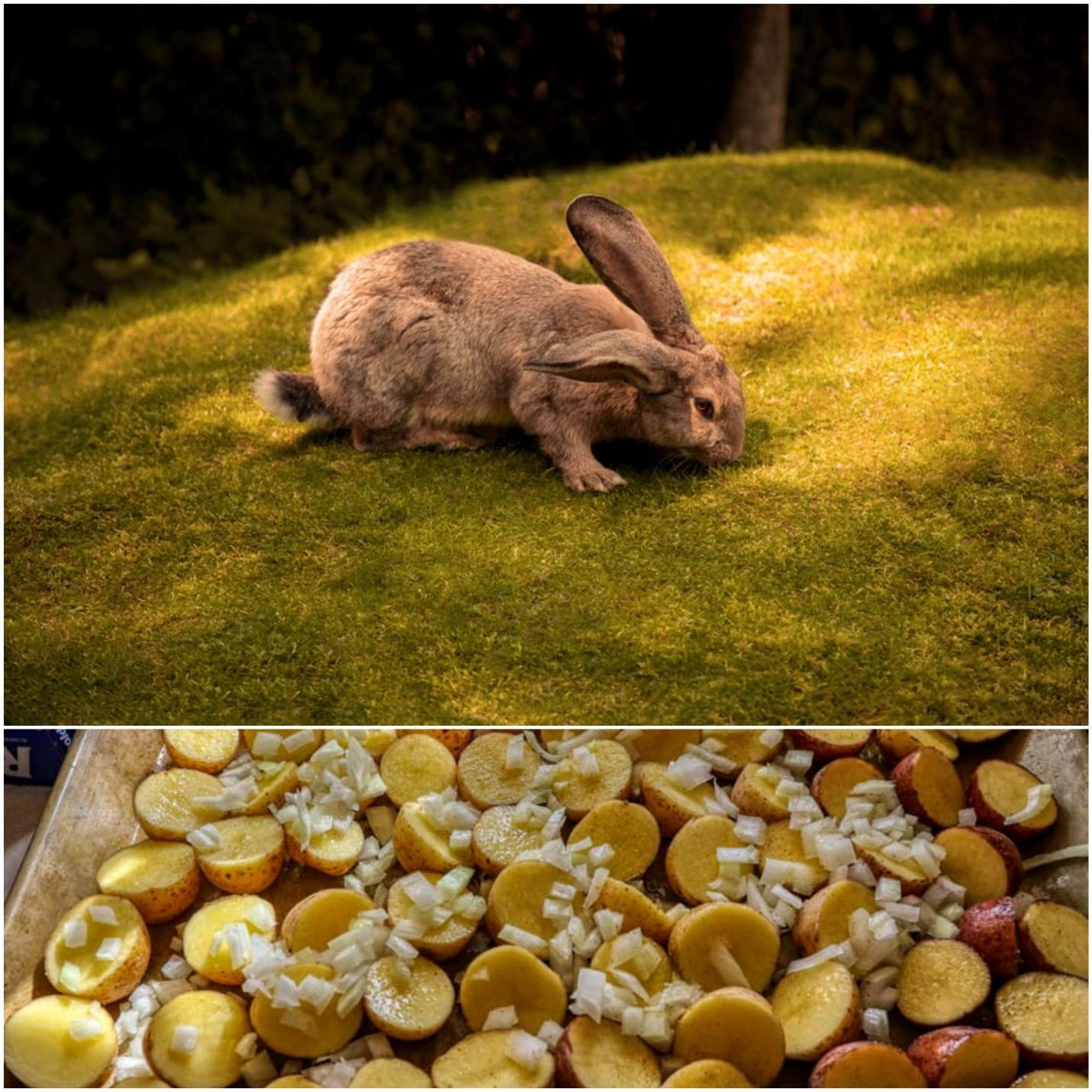 Can rabbits eat sweet potatoes_ A rabbit and cooked sweet potatoes 