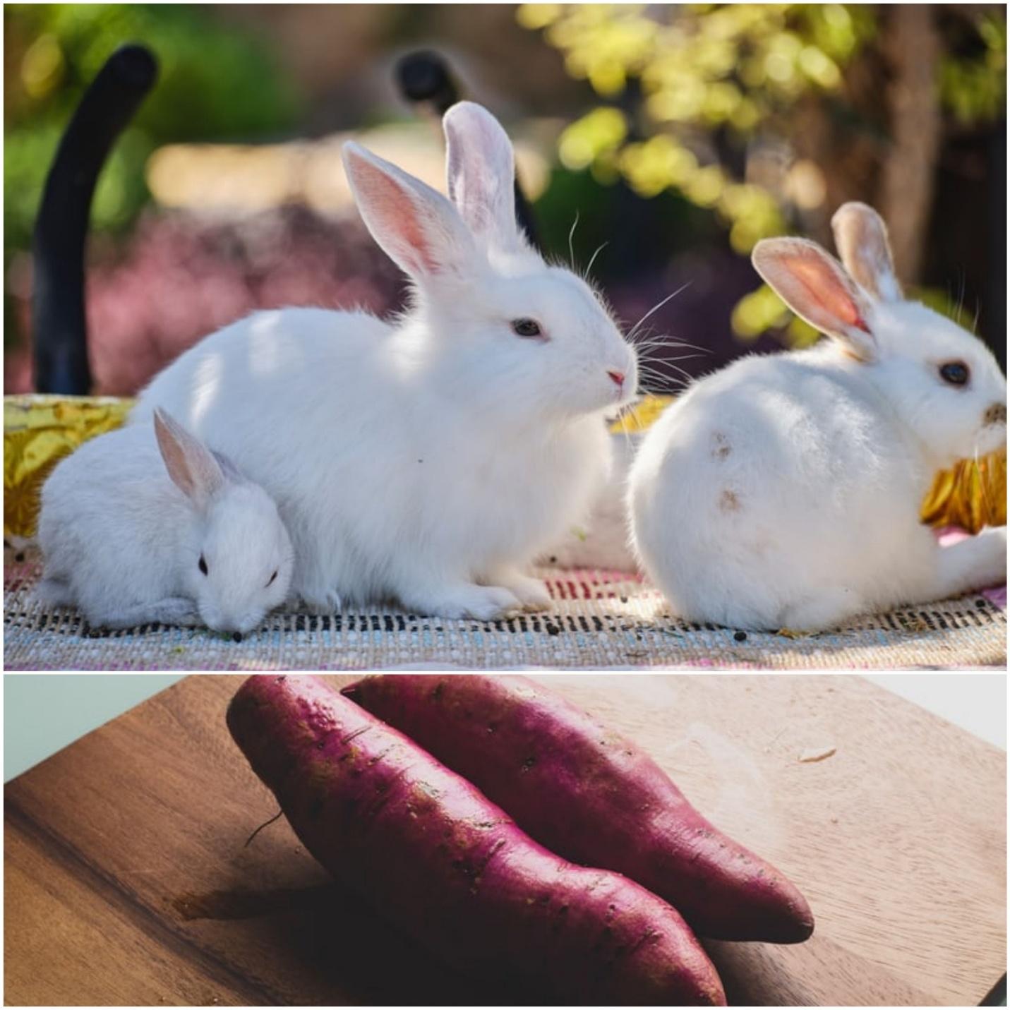 Can rabbits eat sweet potatoes_ White rabbits and sweet potatoes 