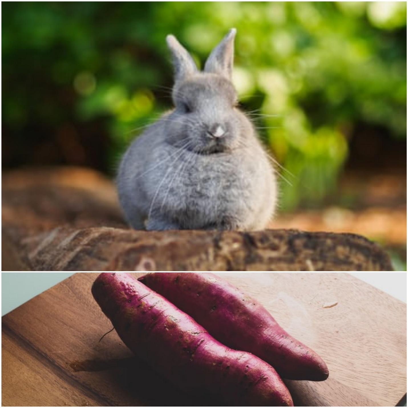 Can rabbits eat sweet potatoes_A rabbit and raw potatoes