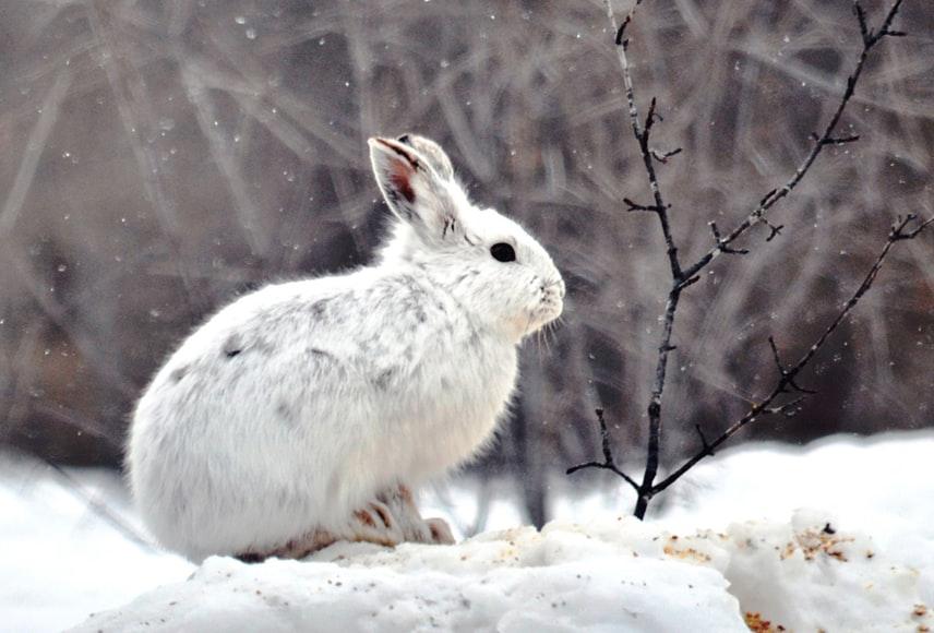 Does My Pet Rabbit Hibernate In The Winter _ A rabbit out in the cold