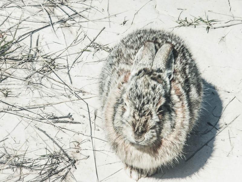 Does My Pet Rabbit Hibernate In The Winter _A rabbit out in the cold