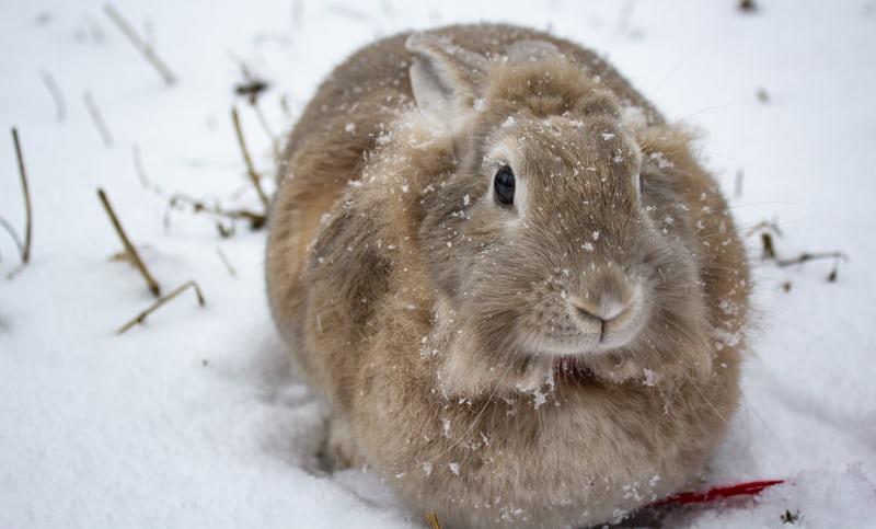Does My Pet Rabbit Hibernate In The Winter _A rabbit out in winter 
