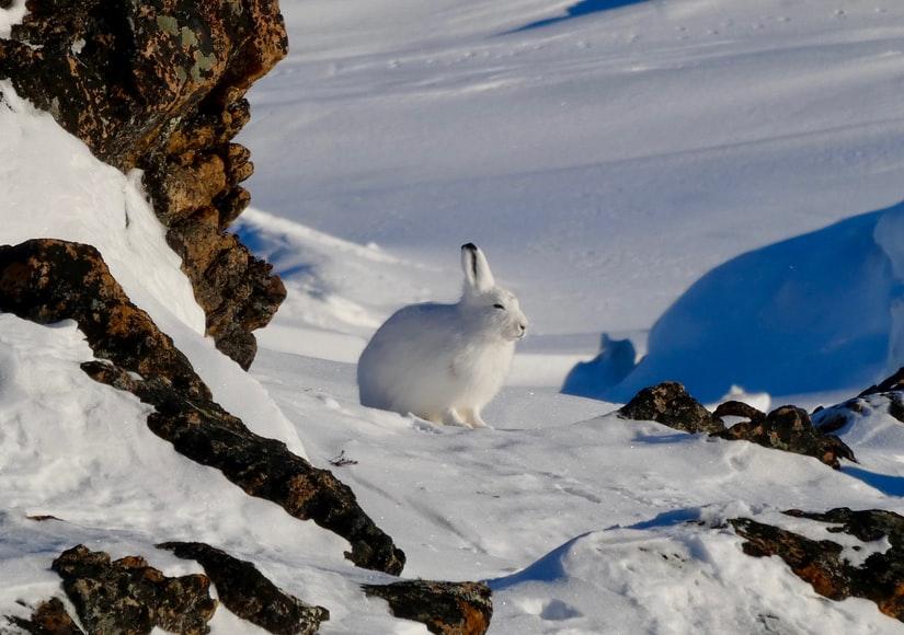 Does My Pet Rabbit Hibernate In The Winter _A white rabbit 