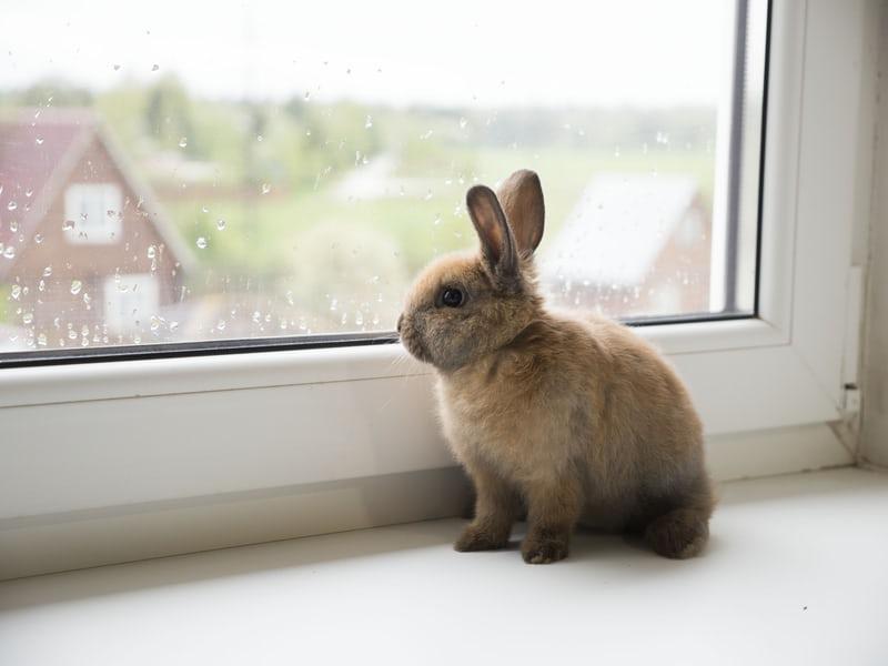 Does My Pet Rabbit Hibernate In The Winter_A bunny indoors 