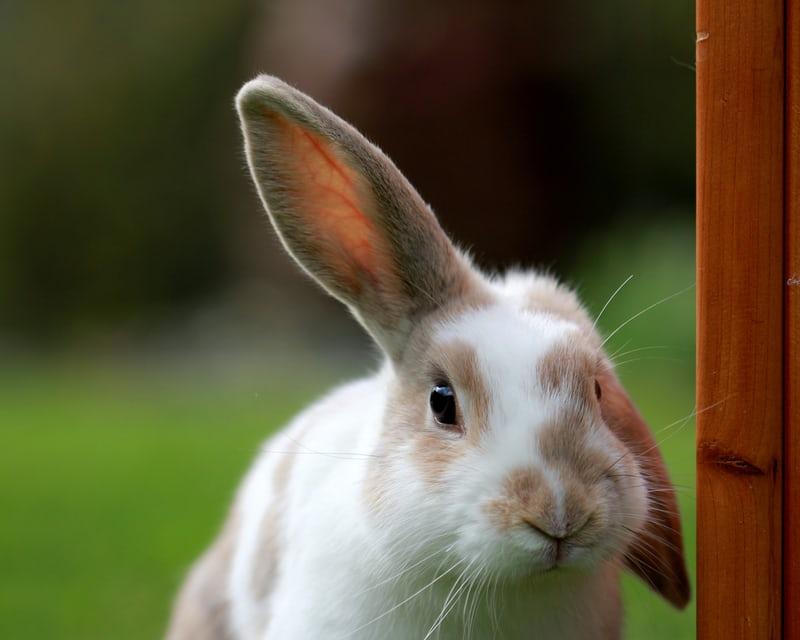 How do pet rabbits view the world _A lop-eared bunny