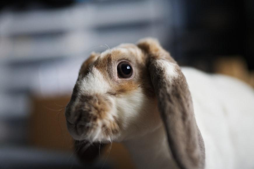 How do pet rabbits view the world _A lop-eared rabbit