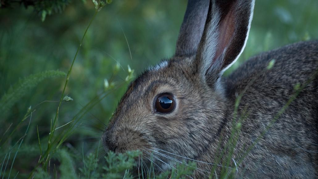 How do pet rabbits view the world_ A rabbit eating grasses