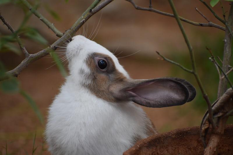 How many teeth does my pet rabbit have_ A rabbit nibbling small branches