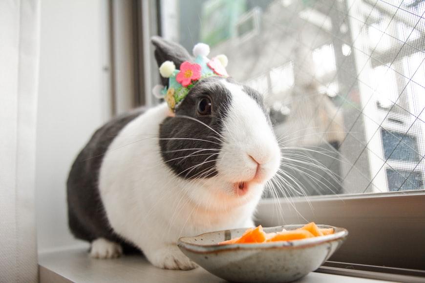 How many teeth does my pet rabbit have?_A bunny eating carrots
