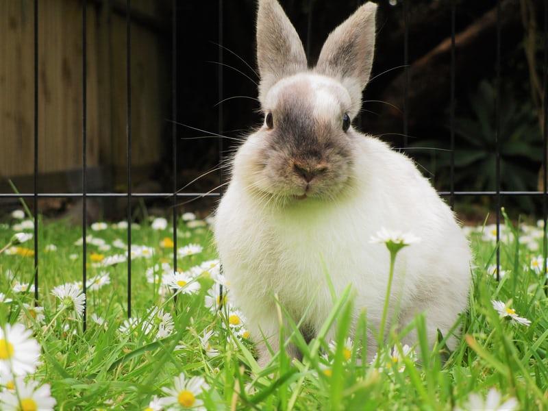How many teeth does my pet rabbit have_A rabbit outdoors 